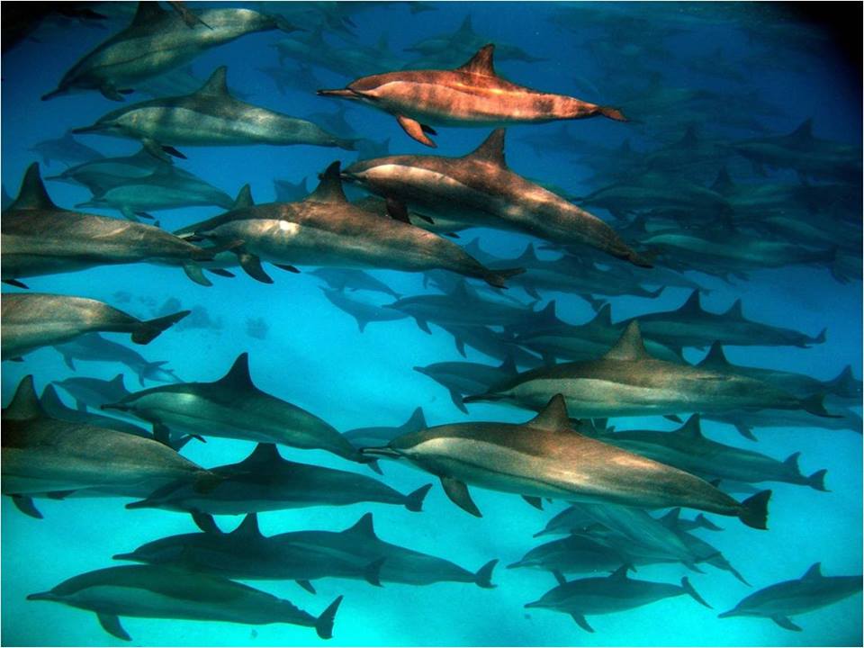 Copyright Manu Schwingel and Wadi Gimal National Park