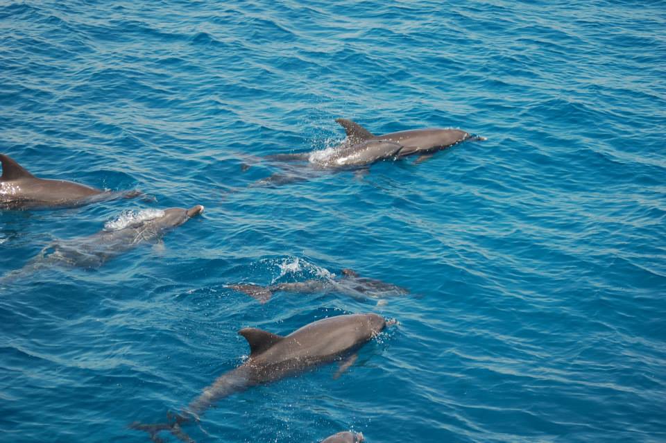 Photo Diary: Inside Egypt’s Wadi Gimal National Park