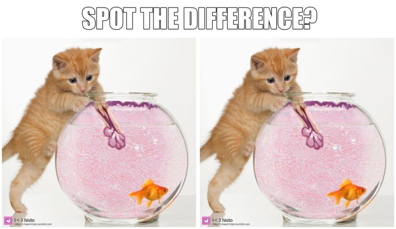 tumblr_nc8hll9hIm1s24chqo1_1280