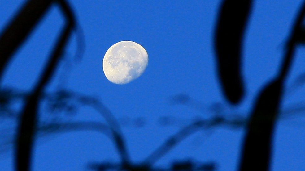 Copyright Manu Schwingel and Wadi Gimal National Park
