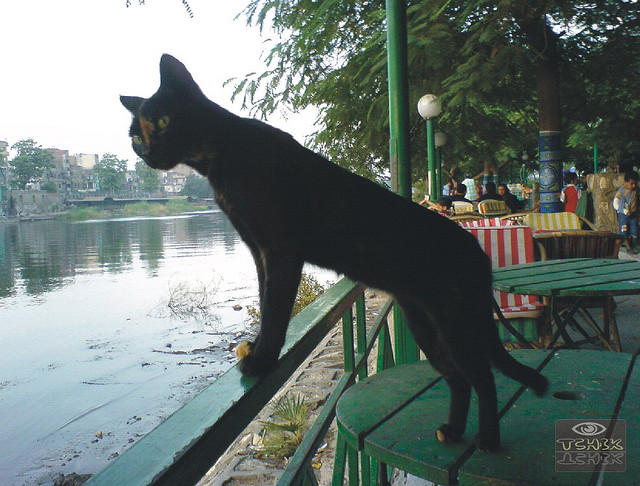 (Hossam all line/flickr)