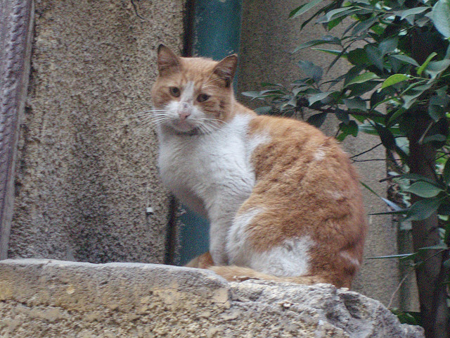 (Hossam el-Hamalawy /flickr)