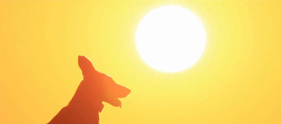 See Cairo through the Eyes of a Street Dog