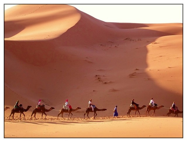 camels_egypt
