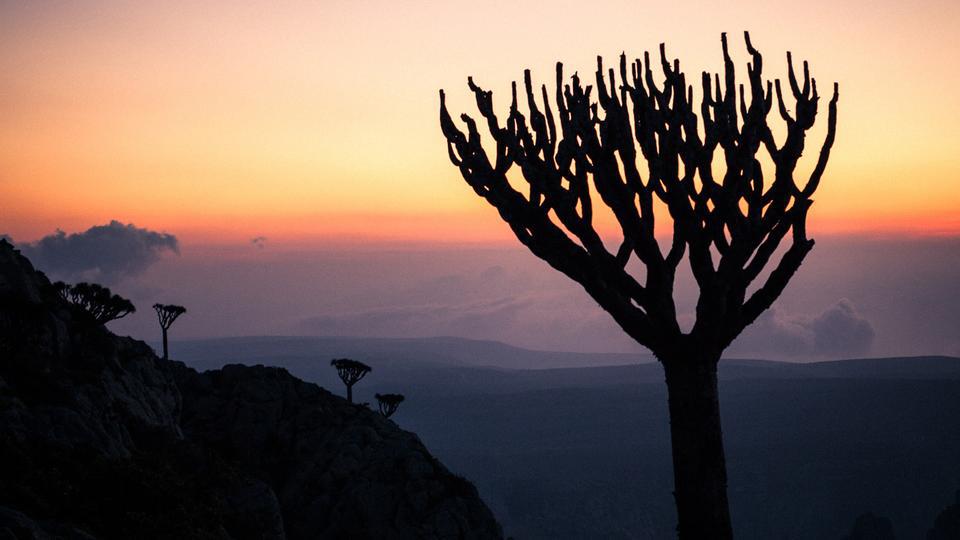 Socotra Island (Juan Herreo/Via)