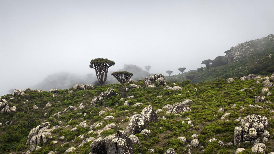 Socotra Island (Juan Herreo/Via)