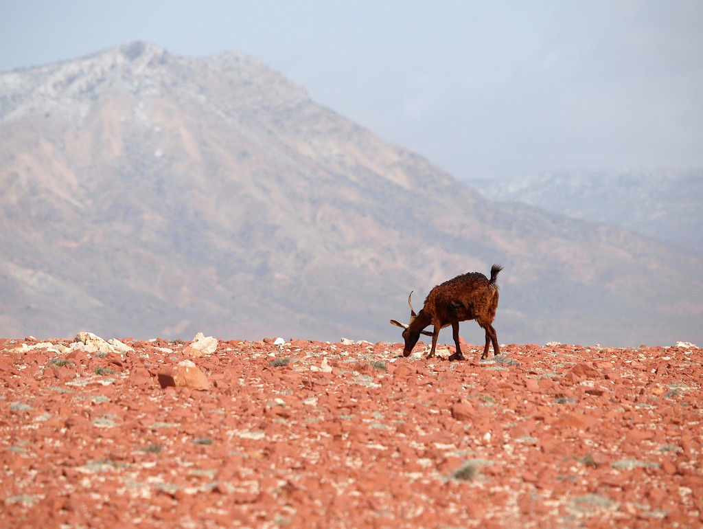 Socotra Island (Martin Sojka/flickr)