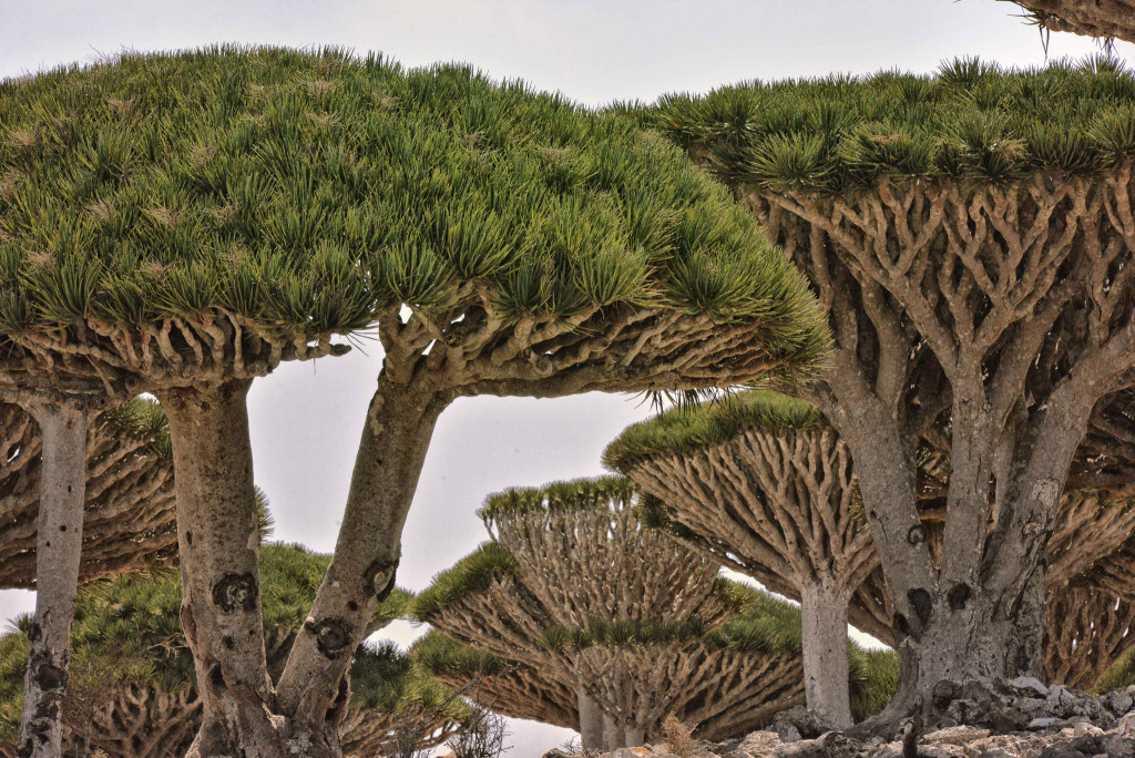 Dragon Trees on Socotra Island (Rod Waddington/flickr)