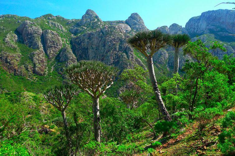 Socotra Island (Ross Hayden/Via)