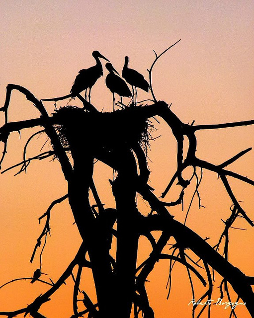 BORGHY52 birds