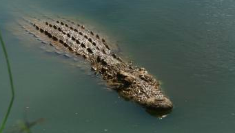 Nile Corocdile Aswan