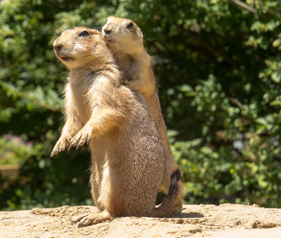 ive-got-your-back-amy-hoey