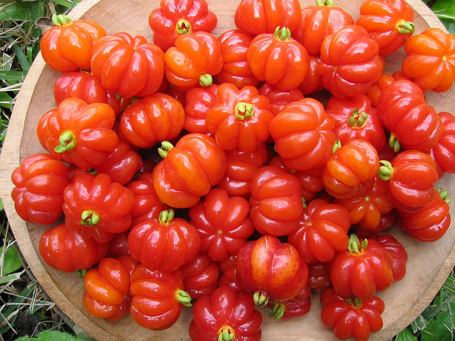 Tropical Pitanga fruit (Bioversity International/flickr)