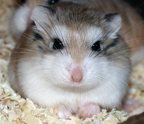 Roborovski-dwarf-hamster
