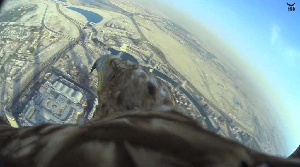 Jaw-Dropping POV Video of Eagle Soaring over Dubai