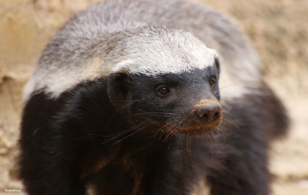 honey_badger_looking-other