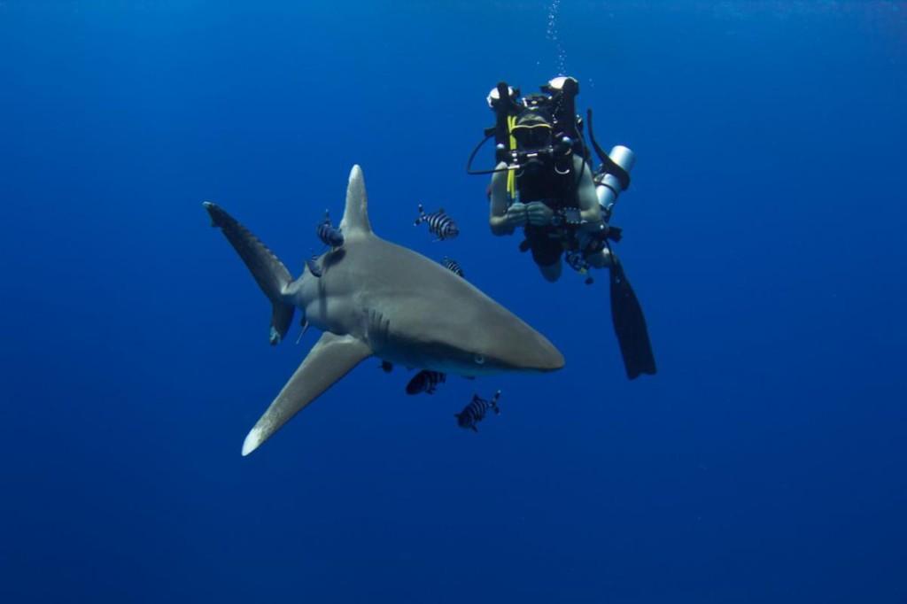The Top Red Sea Diving Sites In Egypt
