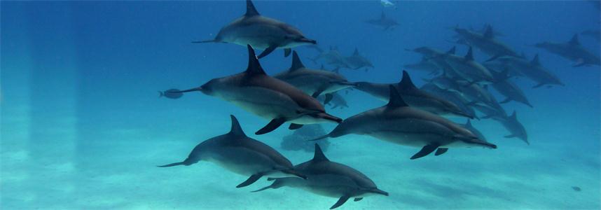 dolphin house