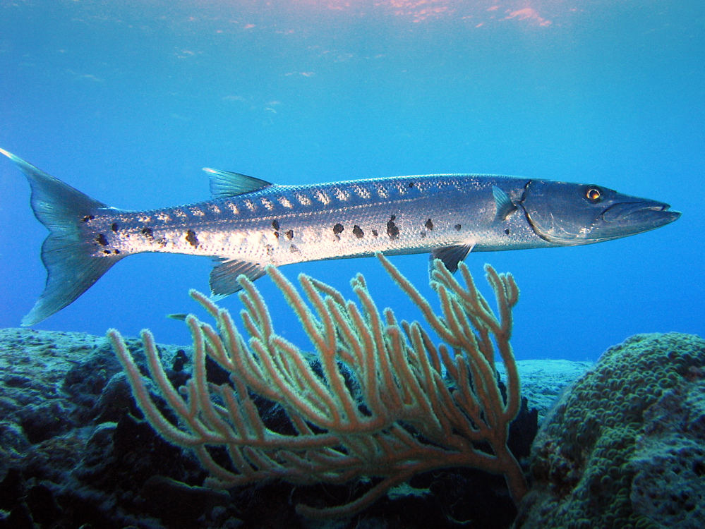 shark reef