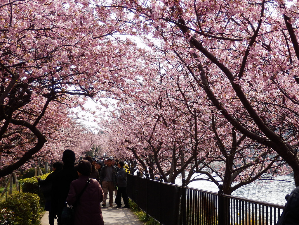 Kawazu-Zakura Cherry Blossom Festival (Izu Navi/flickr)