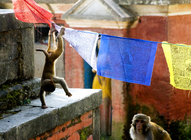 monkeys