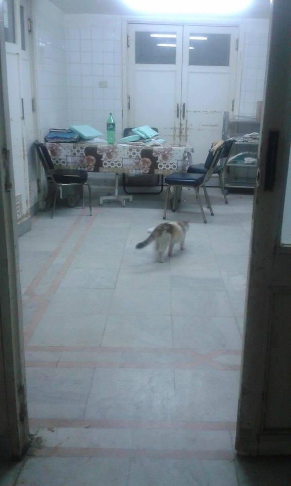 10523331_1460137710951172_5039089778508183894_n