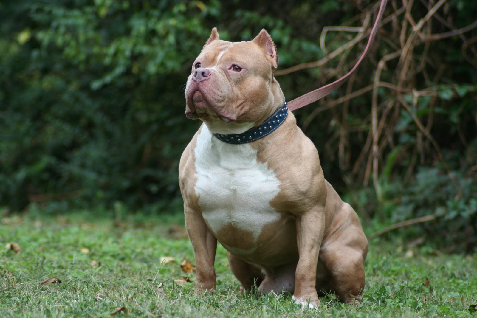 american-pitbull-dog-wallpaper-hd-5