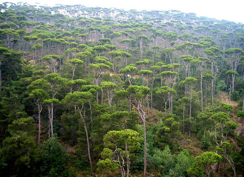 The Middle East’s Hidden Treasures: Uncovering the Best Forests in the Region