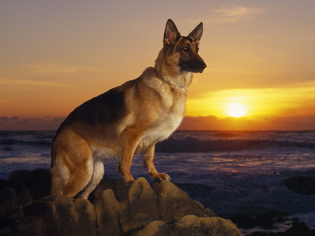 german-shepherd