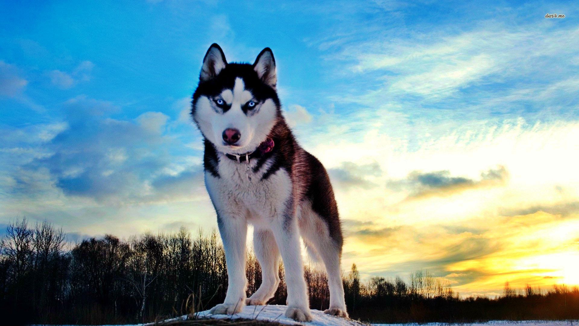 husky-wallpapersiberian-husky-wallpaper-cynical-stare-cool-hd-wallpapers-czq7urtg1