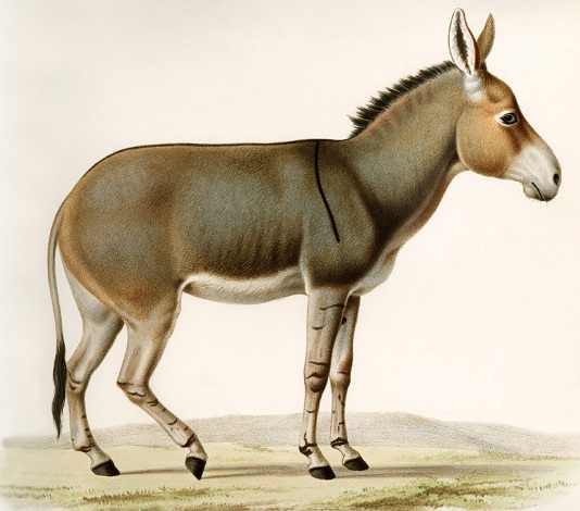 EquuATa2