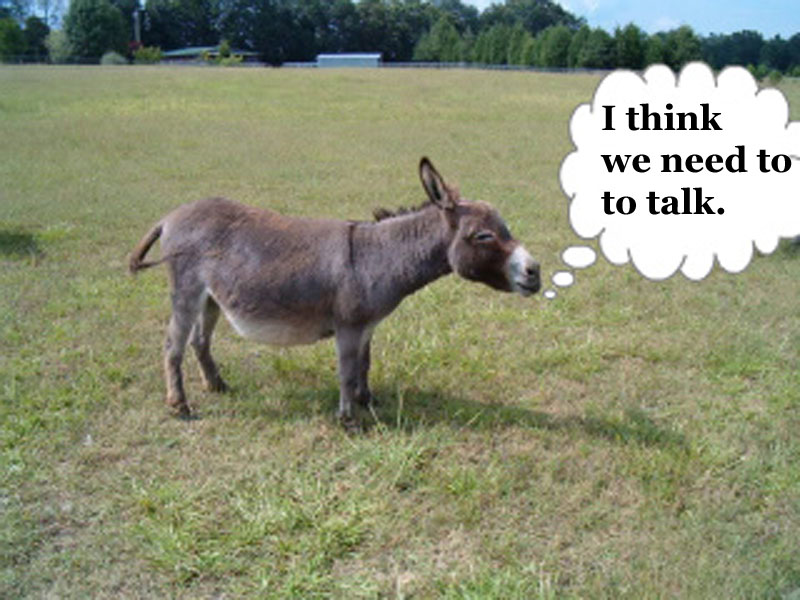1-animal talk
