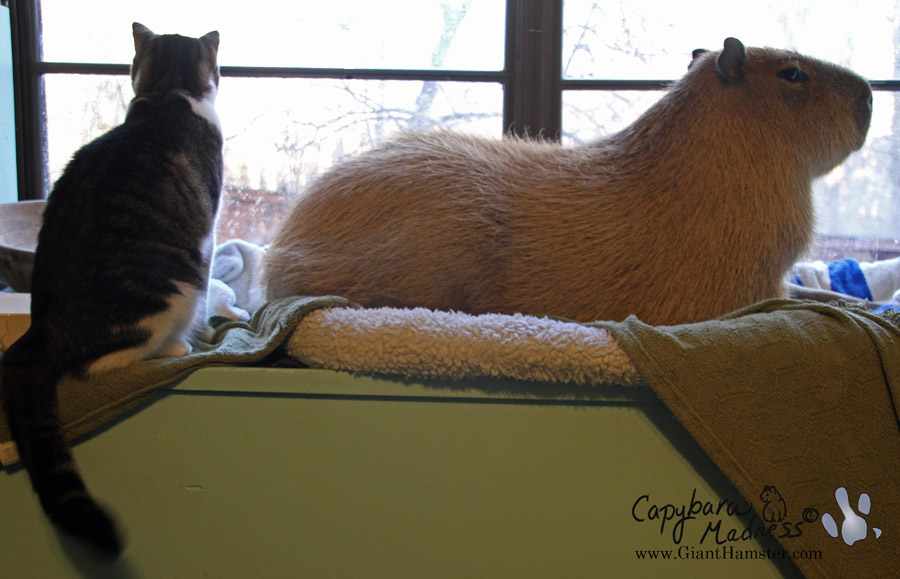 2014_01_12_01_sGariFlopsy