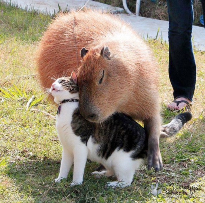 Capybara-And-Cat-Cat-Picture-712x702