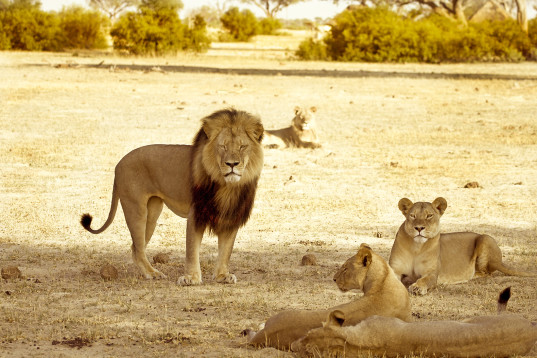 Cecil-the-lion-with-his-pride-537x358