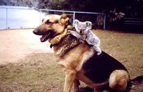 Koala-baby-on-a-dog
