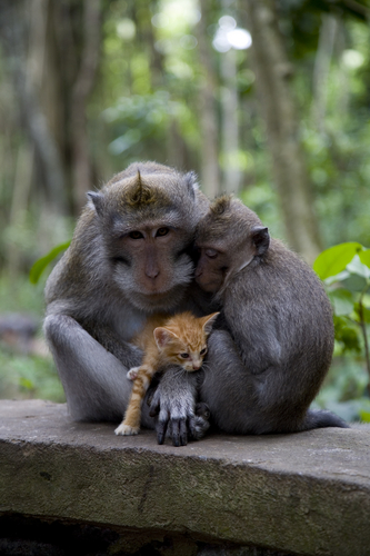 Monkeys-and-kittens
