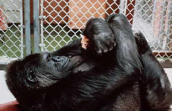 Oddest-Animal-Couples-8