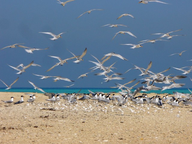 Ras Sudr