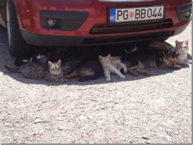 Even the street animals would take an air-conditioned taxi if they could!