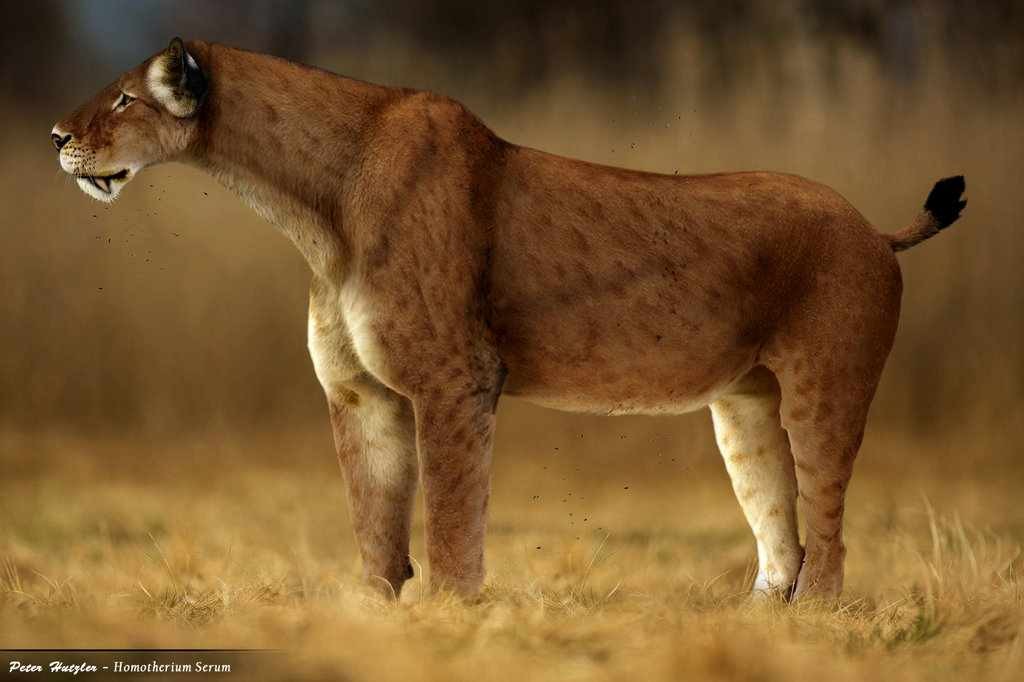 homotherium_serum_by_peterhutzler-d7mlk73