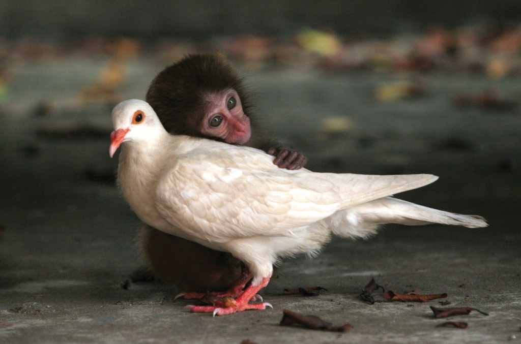 macaque-and-dove