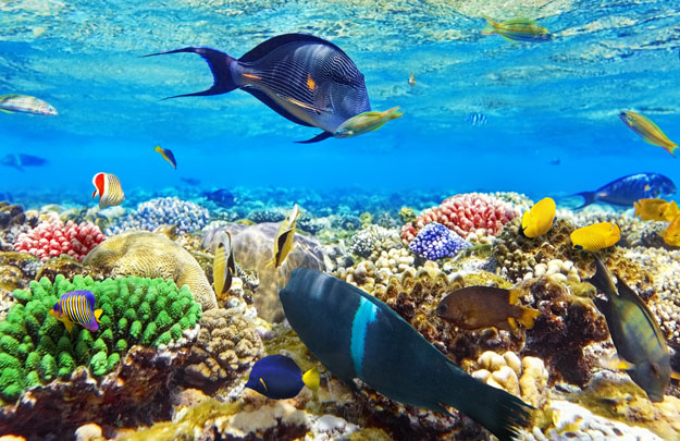 Coral and fish in the Red Sea.Egypt