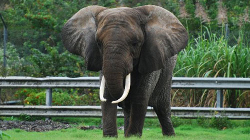 northafricanelephant2