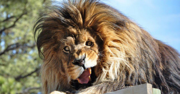 photogevnic-animals-tn