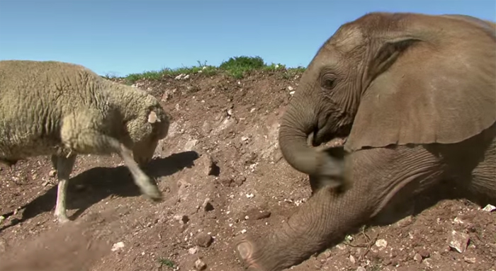 sheep-and-elephant-friends-furever
