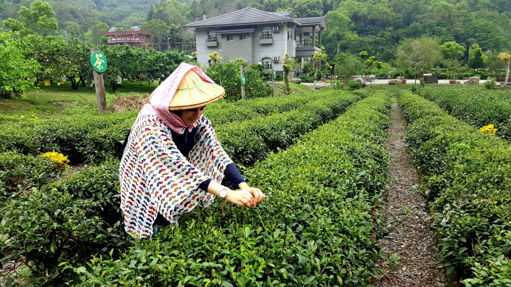 #TimeForTaiwan: 7 Steps to Making a Perfect Cup of Taiwanese Tea