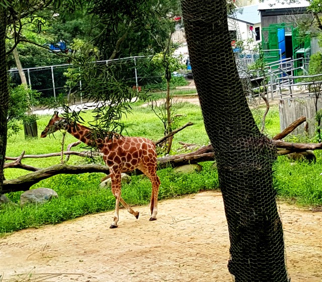 giraffe