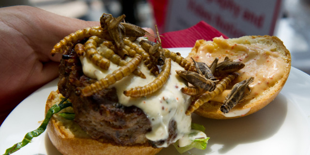 A patron shows a grasshopper burger piled high with dried crickets and mealworms June 4, 2014 during a global Pestaurant event sponsored by Ehrlich Pest Control, held at the Occidental Restaurant in Washington, DC. For one day only, pop-up Pestaurants will appear in cities across the globe to offer sweet and savoury edible insects, grasshopper burgers and much more. Ehrlich Pest Control will be donating $5 USD to DC Central Kitchen for every person who eats something at the event. AFP PHOTO / Karen BLEIER
