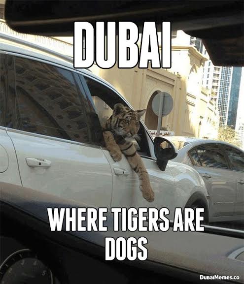 dubaimeme11